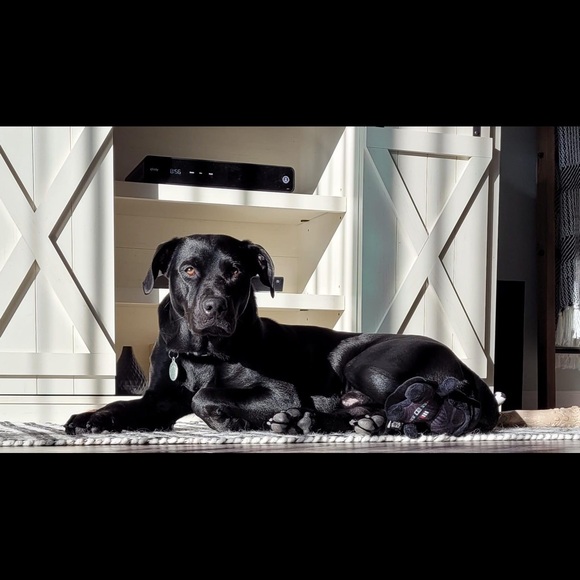 Meet your Posher, Lori Cantalupo - Picture 13 of 16